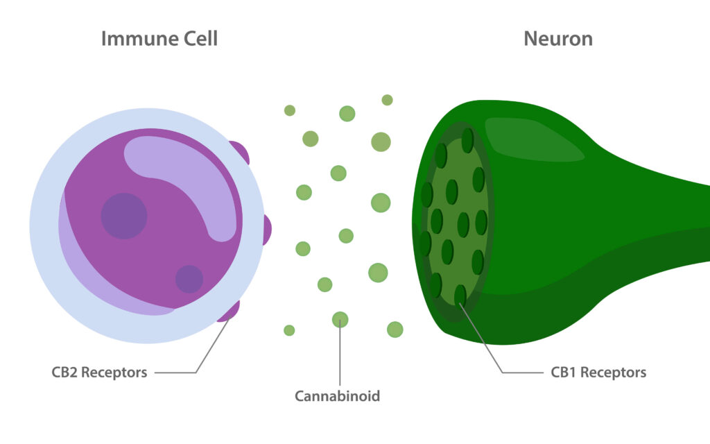 Endokanabinoidni receptorji