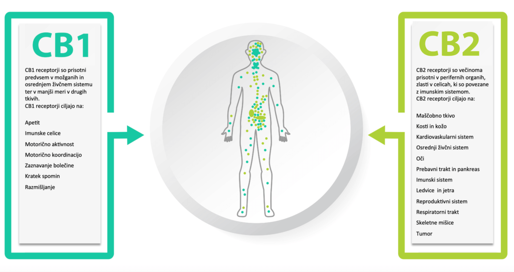 Endokanabinoidni receptorji